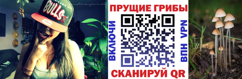 где можно купить   Печора  Псилоцибиновые грибы мухоморы 